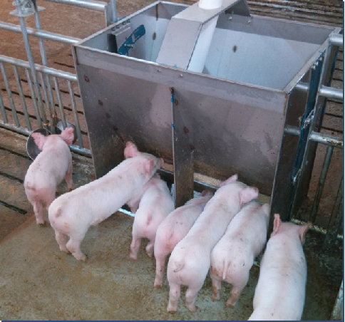 Palung Pakan Baja Anti Karat D - Agriculture Farming And Livestock ulasan dan harga