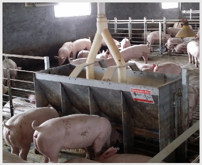 Palung Pakan Baja Anti Karat D - Agriculture Farming And Livestock ulasan dan harga